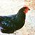 Robyn Grace Jennings's profile image
