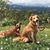 Julie Orr Mayer's profile image