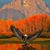 Tracey Distel's profile image