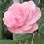 Tammy Teague Fultz's profile image