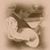 Jesse Brindle's profile image