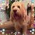 Deb Dougherty-Kucowski's profile image