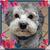 Kathy Shea Dittmaier's profile image