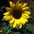 Lori Underwood's profile image