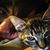 Hays Ottaway's profile image