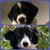 Chris Fazioli Mannion's profile image