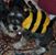 Carrie DeSantis's profile image