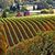 Napa Wine Tasting Drivers's profile image
