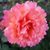 Diana Britt's profile image