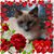 Rikki J Meade's profile image