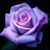 Kim Dennison's profile image