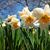 Margaret Mazze-Abbene's profile image