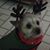 Sue Stanislawski's profile image