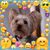 Stephen Ho's profile image