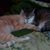 Valerie Kiester's profile image