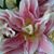 Diana Lovett's profile image