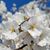 Laura Capino's profile image