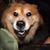 Papabear Thompson's profile image
