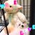 Stephanie Ricardd-Cartier's profile image