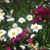 Laurie Wyman's profile image