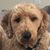 Jennifer Williams Thomas's profile image