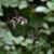 Amar Hanachi's profile image