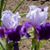 Cathy Brown's profile image