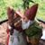 Lia Lewis's profile image
