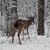 Denise Punzio Plasky's profile image