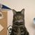 Sue Heidlebaugh's profile image