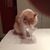 Andrew Kuepper's profile image