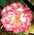 Donna Brim's profile image