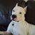 Pyty David's profile image