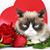 Nancy Trincilla Conigliaro's profile image