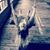 Shannon Elizabeth Jones's profile image