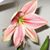 Jillian Shotzbarger's profile image