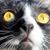 Evache O'Swanson's profile image