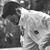 Oron Levy's profile image