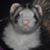 Jessica Styers Albieri's profile image