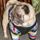 Pug B.'s profile image