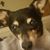Tasha Piccalo Stevens's profile image