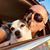 Paulin Laurent's profile image