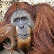 Tyler Henson's profile image