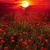 Michelle Hicks's profile image