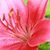 Christine C Mazzarella's profile image