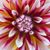 Andrea Sherman Lutz's profile image