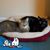 Jackie Capo Parkins's profile image