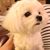 Lulu Belle's profile image