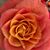 Cindy Dail's profile image