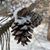 Karol Rosman's profile image